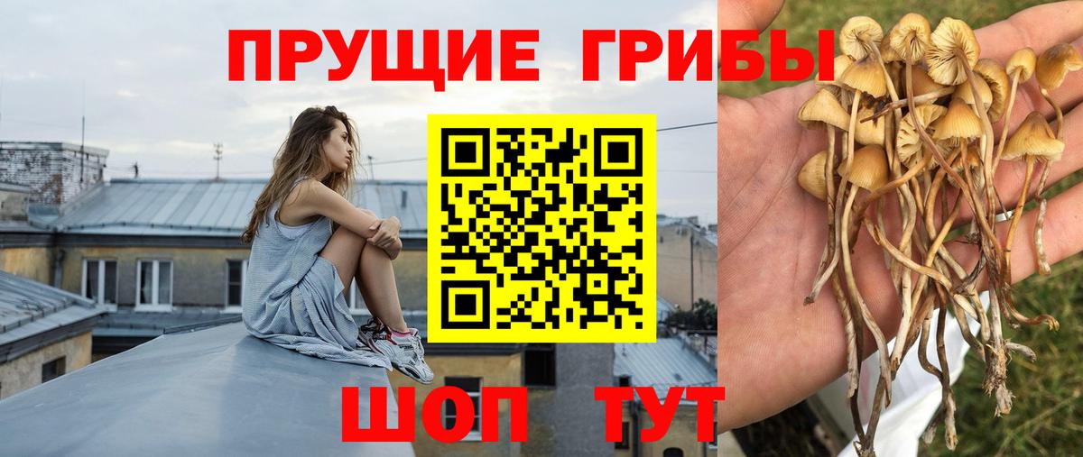 Псилоцибиновые грибы прущие грибы  Псилоцибиновые грибы Magic Shrooms  Нальчик  Вход с VPN 